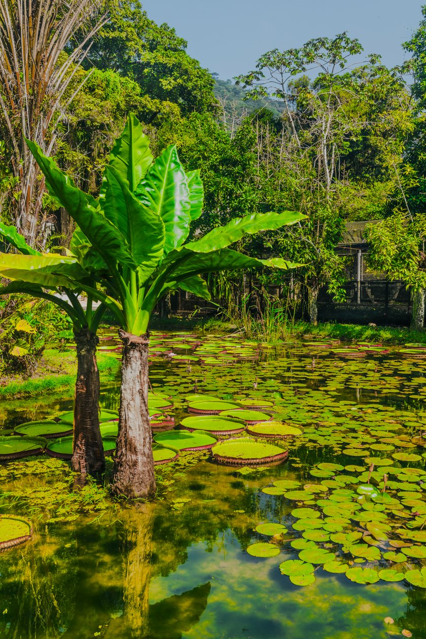 Jardim Amazonico, 2024 (dijital fotoğraf) by Antonio Schubert