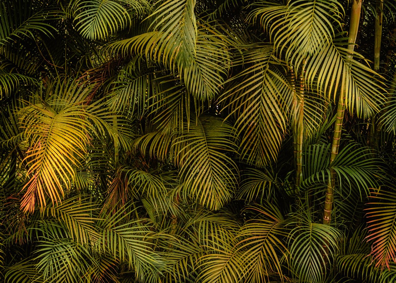 Palm Tree IV, 2024 (fotoğraf) by Antonio Schubert