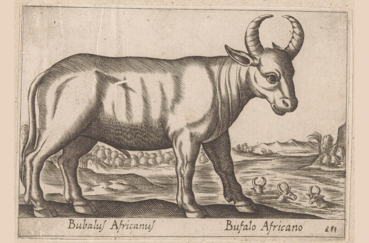 Afrika mandası Bubalus Africanus/ Bufalo Africano (nesne üzerindeki başlık) Hayvanlar ve efsanevi yaratıklar (dizi adı) Nova raccolta de li animali piu curiosi del mondo (dizi başlığı) by Antonio Tempesta