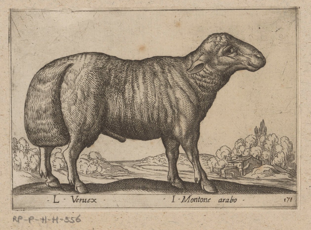 Arapça schaap L Veruex/ I Montone arabo (nesne üzerindeki başlık) Dieren en fablewezens (dizi adı) Dünyanın en meraklı hayvanlarının yeni koleksiyonu (seri başlığı) by Antonio Tempesta