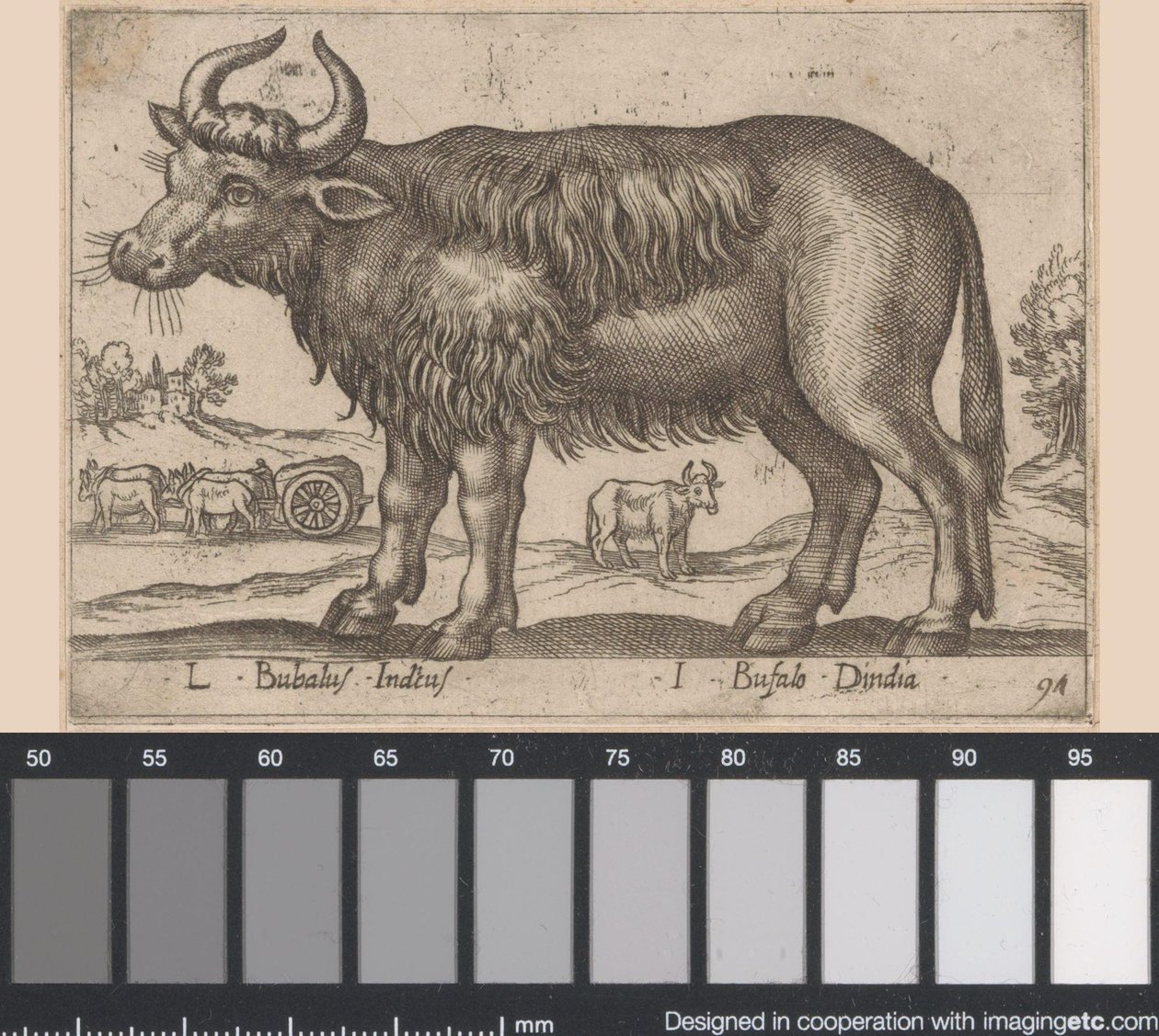 büfe L Bubalus Indicus / I Bufola Dindia (nesne üzerindeki başlık) Dieren en fabelwezens (dizi adı) Dünyanın en meraklı hayvanlarının yeni koleksiyonu (seri başlığı) by Antonio Tempesta