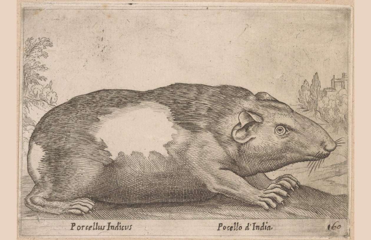havyar Porcellus Indicus/Pocello d