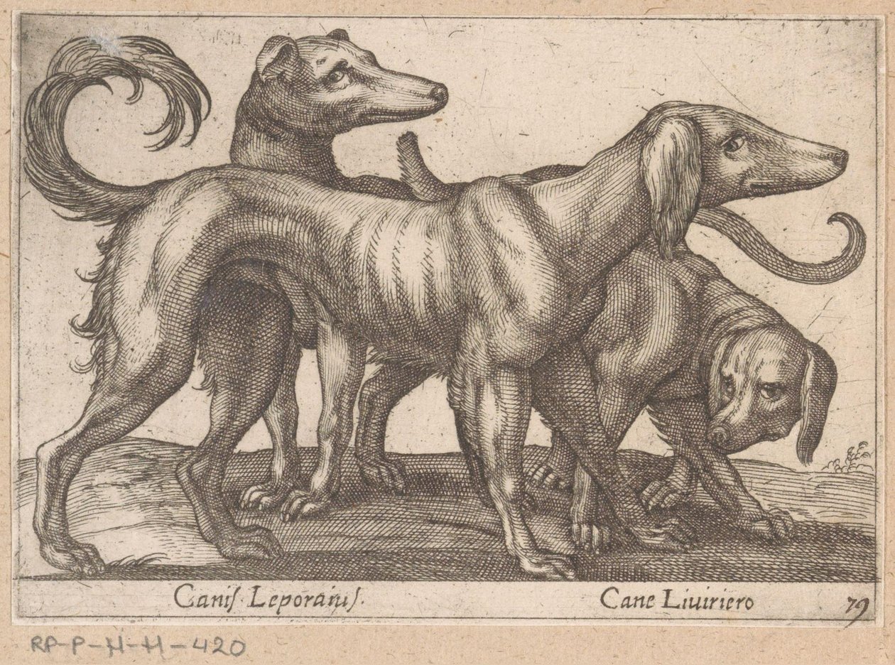 Üç köpek Canis Leporius / Cane Liviriero (nesne üzerindeki başlık) Hayvanlar ve efsanevi yaratıklar (dizi adı) Nova raccolta de li animali piu curiosi del mondo (dizi başlığı) by Antonio Tempesta
