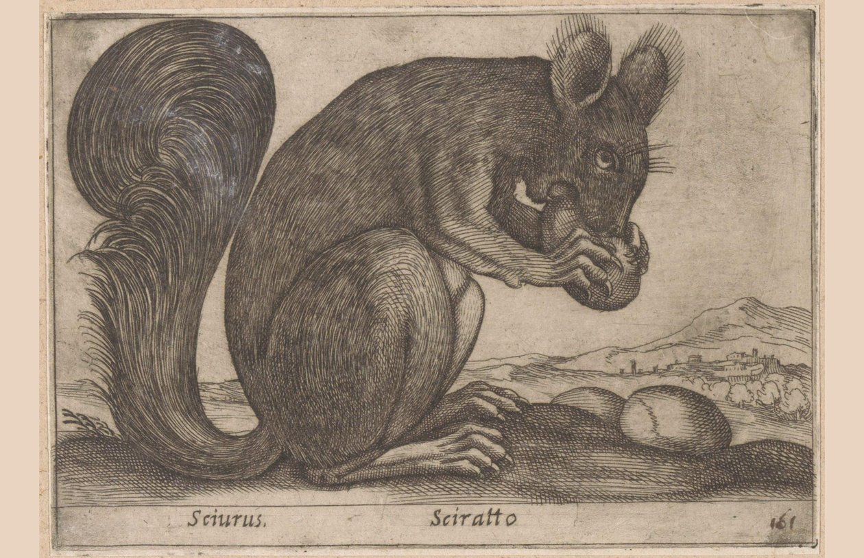 Ekhorn Sciurus/ Sciratto (nesne üzerindeki başlık) Dieren en fabelwezens (dizi adı) Dünyadaki yeni meraklı küçük hayvan (dizi başlığı) by Antonio Tempesta
