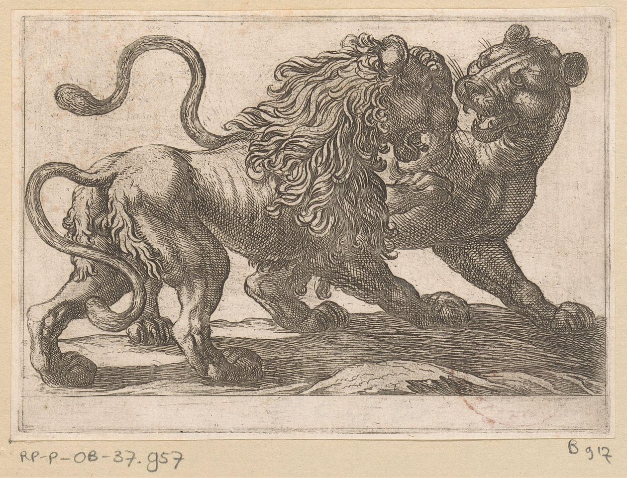 Bir aslanla savaşan bir aslan Dövüşen hayvanlar (dizi başlığı) by Antonio Tempesta
