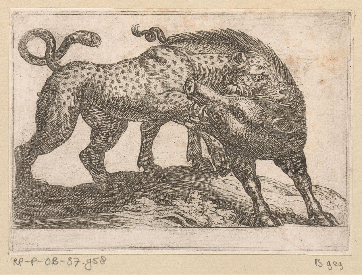 Yaban Domuzu Dövüşen Bir Leopar Dövüşen Hayvanlar (dizi başlığı) by Antonio Tempesta