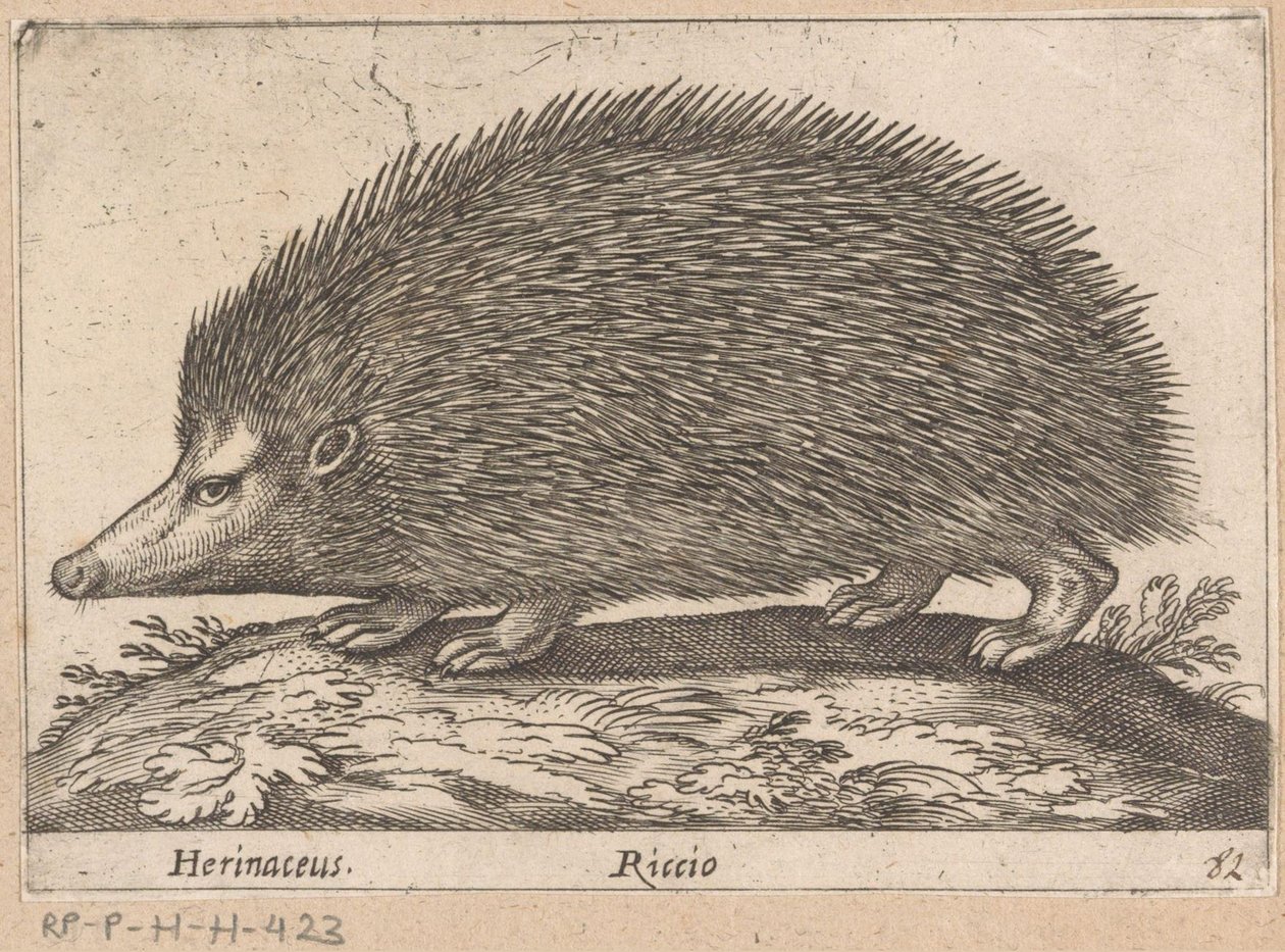 egel Herinaceus/ Riccio (nesne üzerindeki başlık) Dieren en fabelwezens (dizi adı) Nova raccolta de li animali piu curiosi del mondo (dizi başlığı) by Antonio Tempesta