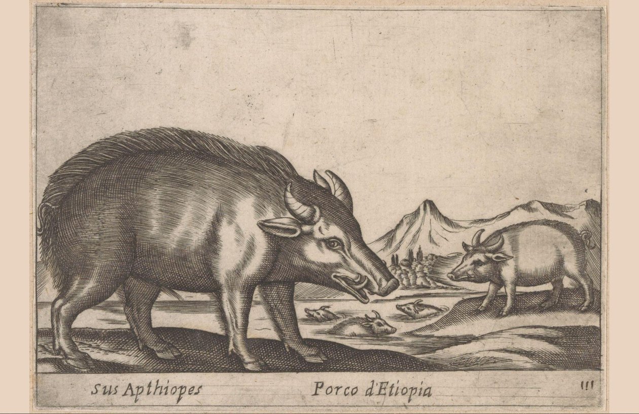 Etiyopya işleri Apthiopes / Etiyopya Domuzu (nesne üzerindeki başlık) Dieren en fabelwezens (dizi adı) Dünyadaki yeni meraklı küçük hayvan (dizi başlığı) by Antonio Tempesta