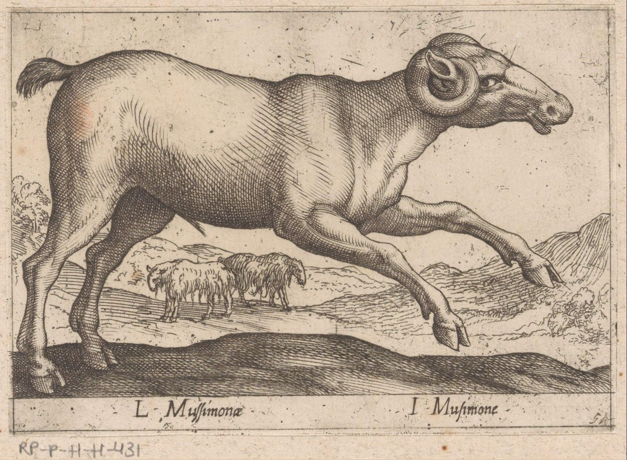 Geitachtige L Mussimonae / I Musimone (nesne üzerindeki başlık) Dieren en fabelwezens (dizi adı) Dünyanın en meraklı hayvanlarının yeni koleksiyonu (seri başlığı) by Antonio Tempesta