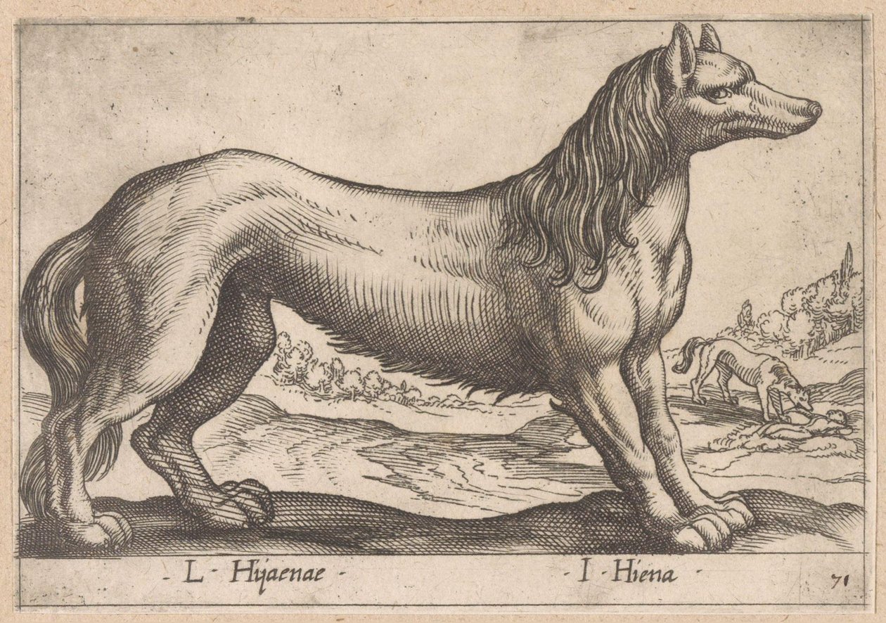 sırtlan L Hijanae/ I Hyena (nesne üzerindeki başlık) Dieren en fabelwezens (dizi adı) Nova raccolta de li animali piu curiosi del mondo (dizi başlığı) by Antonio Tempesta