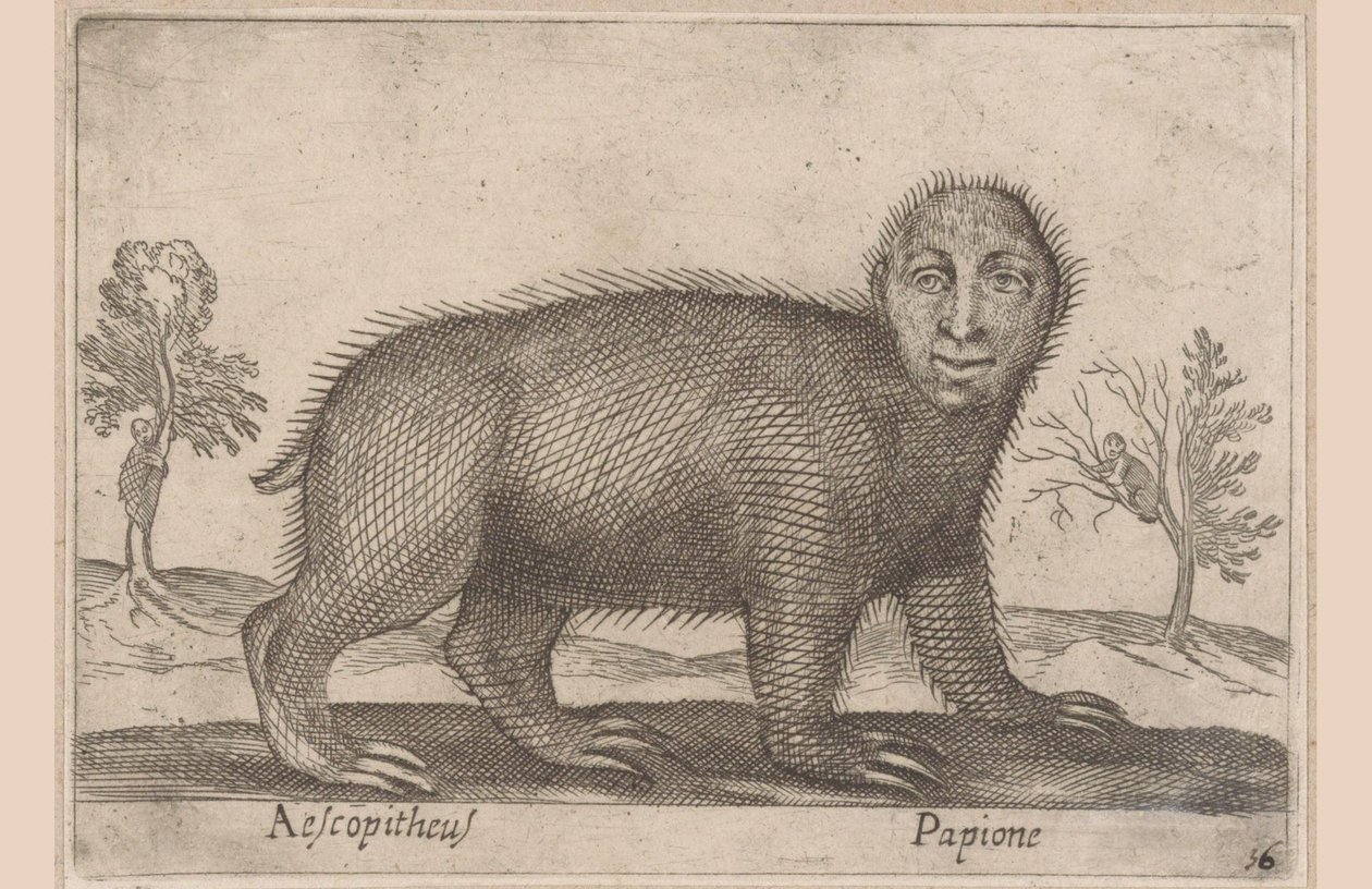 tembel hayvan Aescopitheus/ Papione (nesne üzerindeki başlık) Hayvanlar ve efsanevi yaratıklar (dizi adı) Nova raccolta de li animali piu curiosi del mondo (dizi başlığı) by Antonio Tempesta