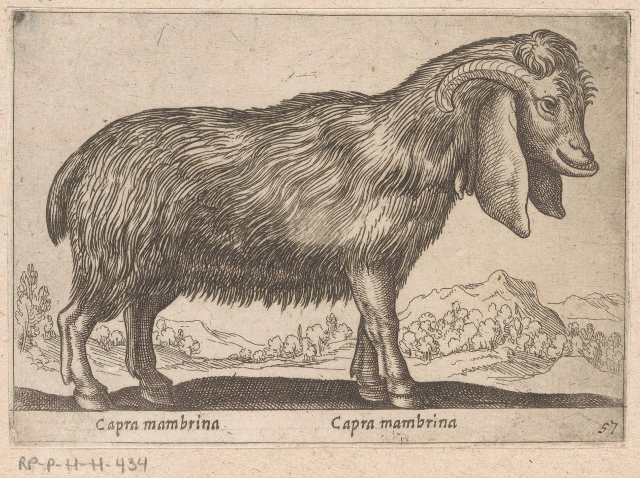 mambrina geit Capra mambrina / Capra mambrina (nesne üzerindeki başlık) Dieren en fabelwezens (dizi adı) Dünyanın en meraklı hayvanlarının yeni koleksiyonu (seri başlığı) by Antonio Tempesta