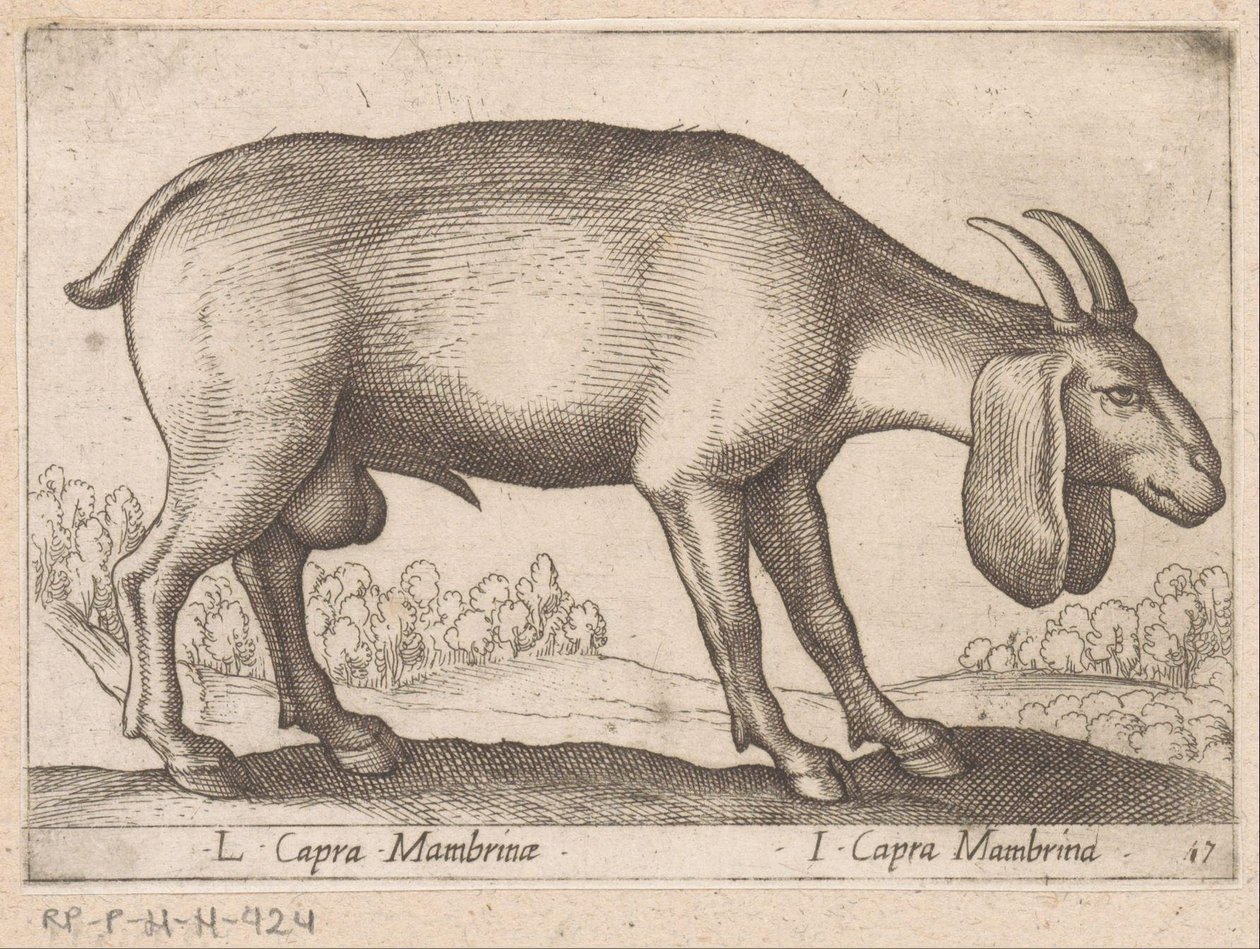 mambrina geit L Capra Mambrinae / I Capra Mambrina (nesne üzerindeki başlık) Dieren en fabelwezens (dizi adı) Dünyanın en meraklı hayvanlarının yeni koleksiyonu (seri başlığı) by Antonio Tempesta
