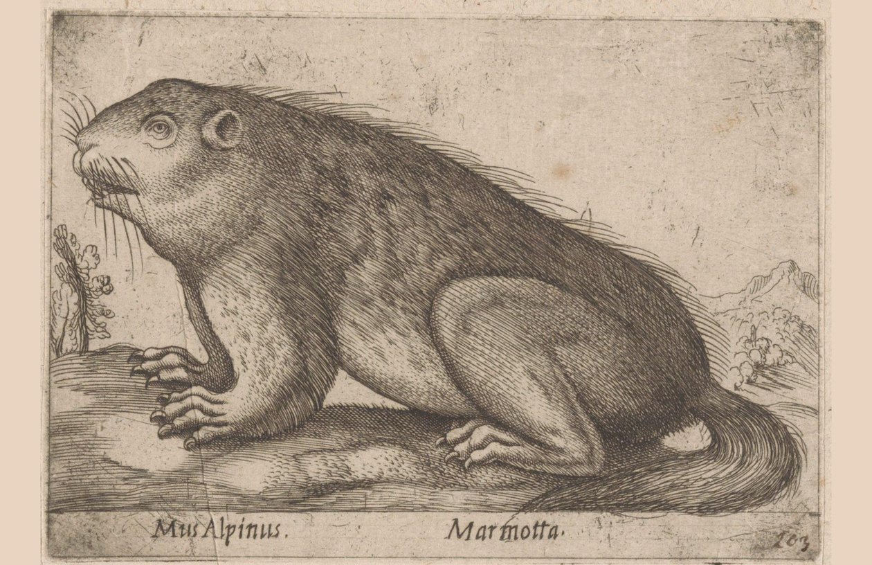 mırıldanır Alp Faresi / Marmotta (nesne üzerindeki başlık) Dieren en fablewezens (dizi adı) Nova raccolta de li animali piu curiosi del mondo (dizi başlığı) by Antonio Tempesta