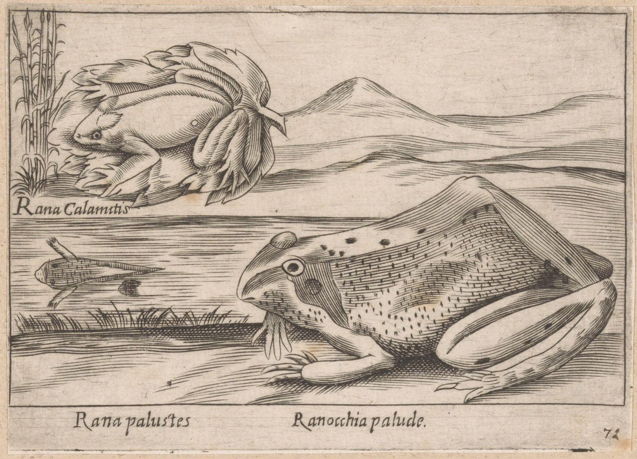 Moeras Kikkerler Marsh Frog / Marsh Frog (nesne üzerindeki başlık) Dieren en fabelwezens (dizi adı) Dünyanın en meraklı hayvanlarının Nova koleksiyonu (dizi başlığı) by Antonio Tempesta