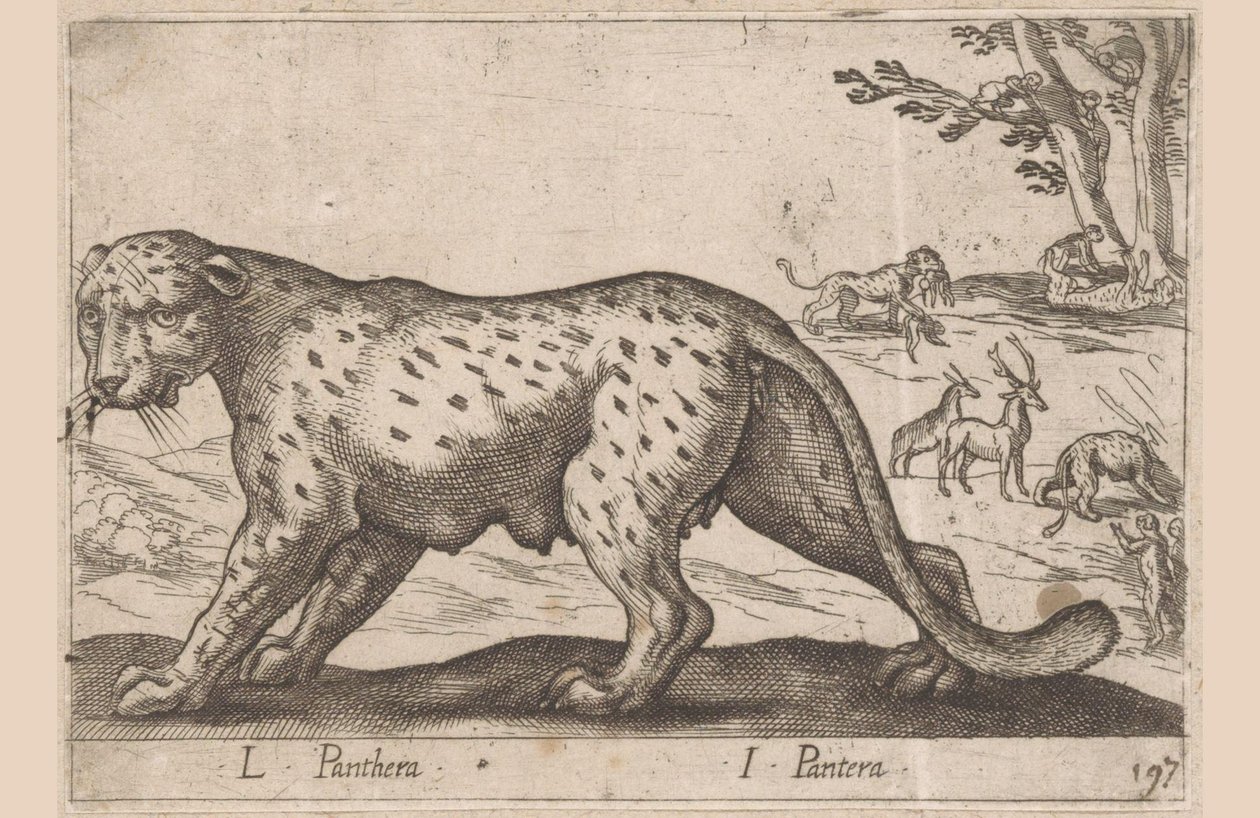 Panter L Panthera / I Pantera (nesne üzerindeki başlık) Dieren en fabelwezens (dizi başlığı) Nova raccolta de li animali piu curiosi del mondo (seri başlığı) by Antonio Tempesta