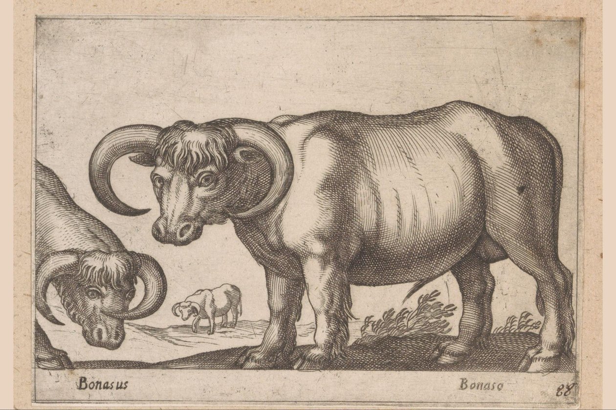 sığırlar Bonasus/ Bonaso (nesne üzerindeki başlık) Hayvanlar ve efsanevi yaratıklar (dizi adı) Nova raccolta de li animali piu curiosi del mondo (dizi başlığı) by Antonio Tempesta