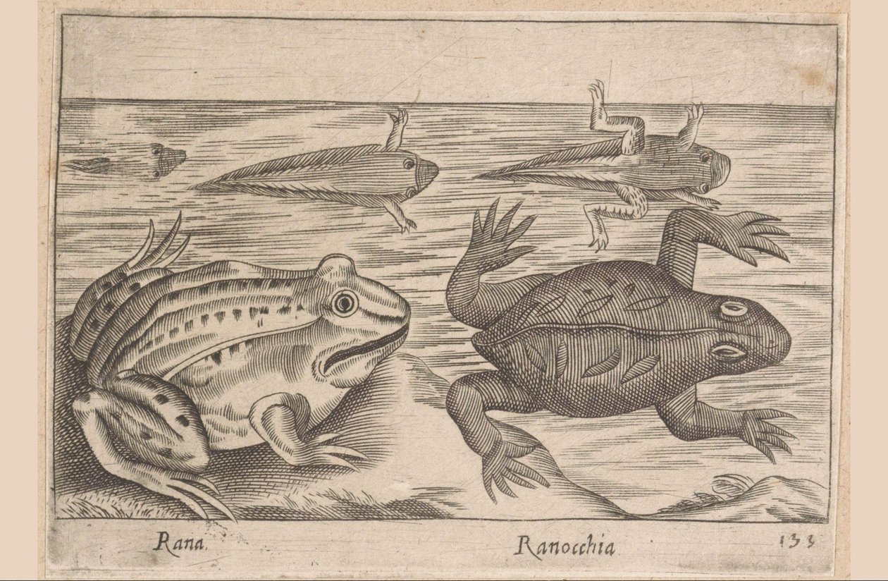 Bir kurbağanın beş aşaması Rana/ Ranocchia (nesne üzerindeki başlık) Hayvanlar ve efsanevi yaratıklar (dizi adı) Nova raccolta de li animali piu curiosi del mondo (dizi başlığı) by Antonio Tempesta