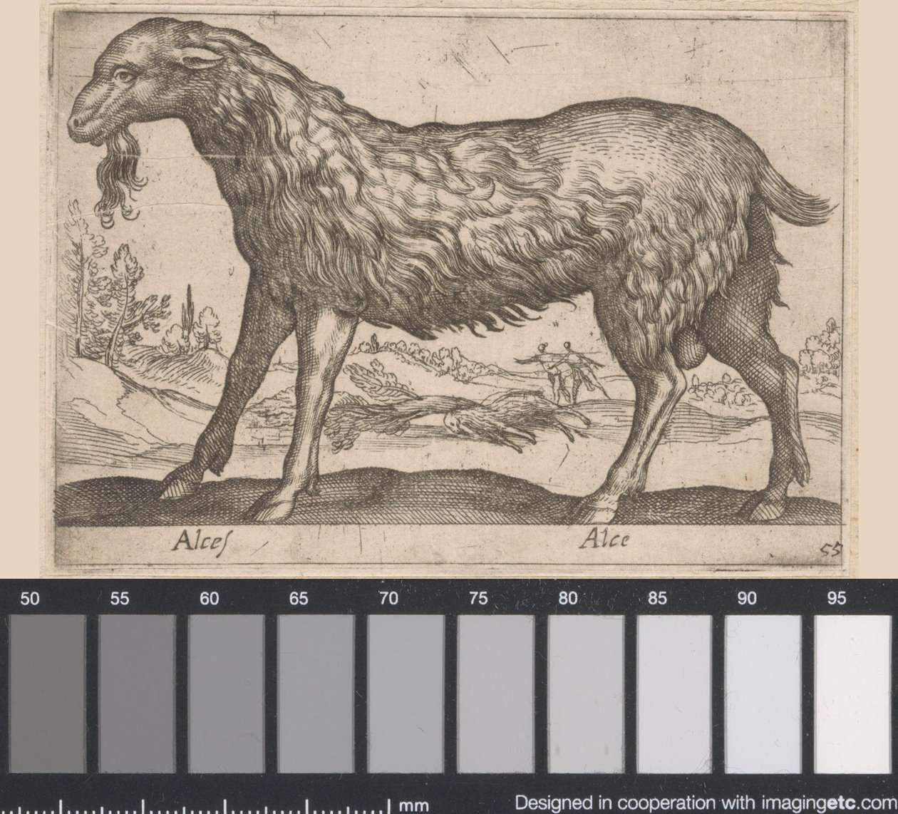 dişi geyik Alces/ Alce (nesne üzerindeki başlık) Hayvanlar ve efsanevi yaratıklar (dizi adı) Nova raccolta de li animali piu curiosi del mondo (dizi başlığı) by Antonio Tempesta