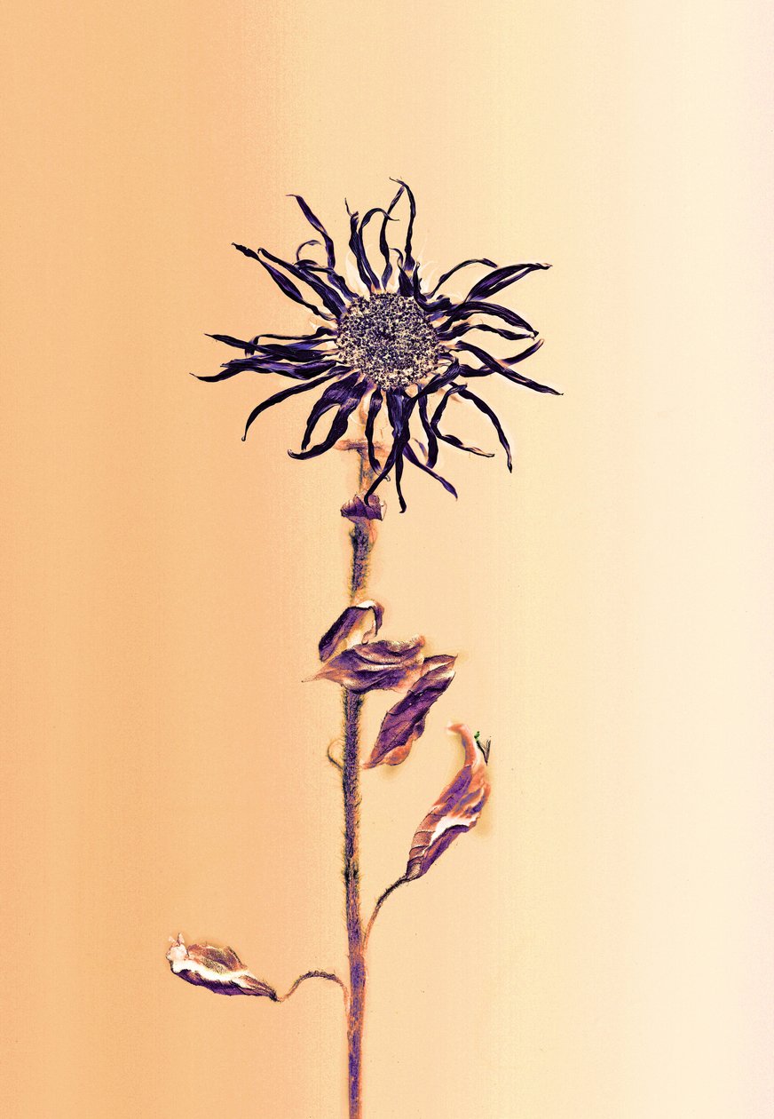  by Antonius Antonius