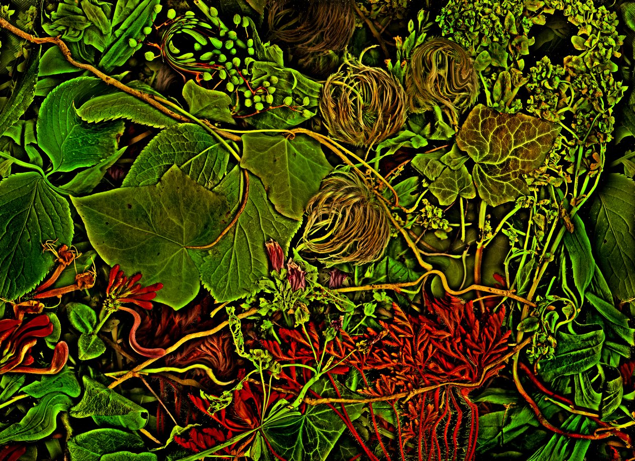  by Antonius Antonius