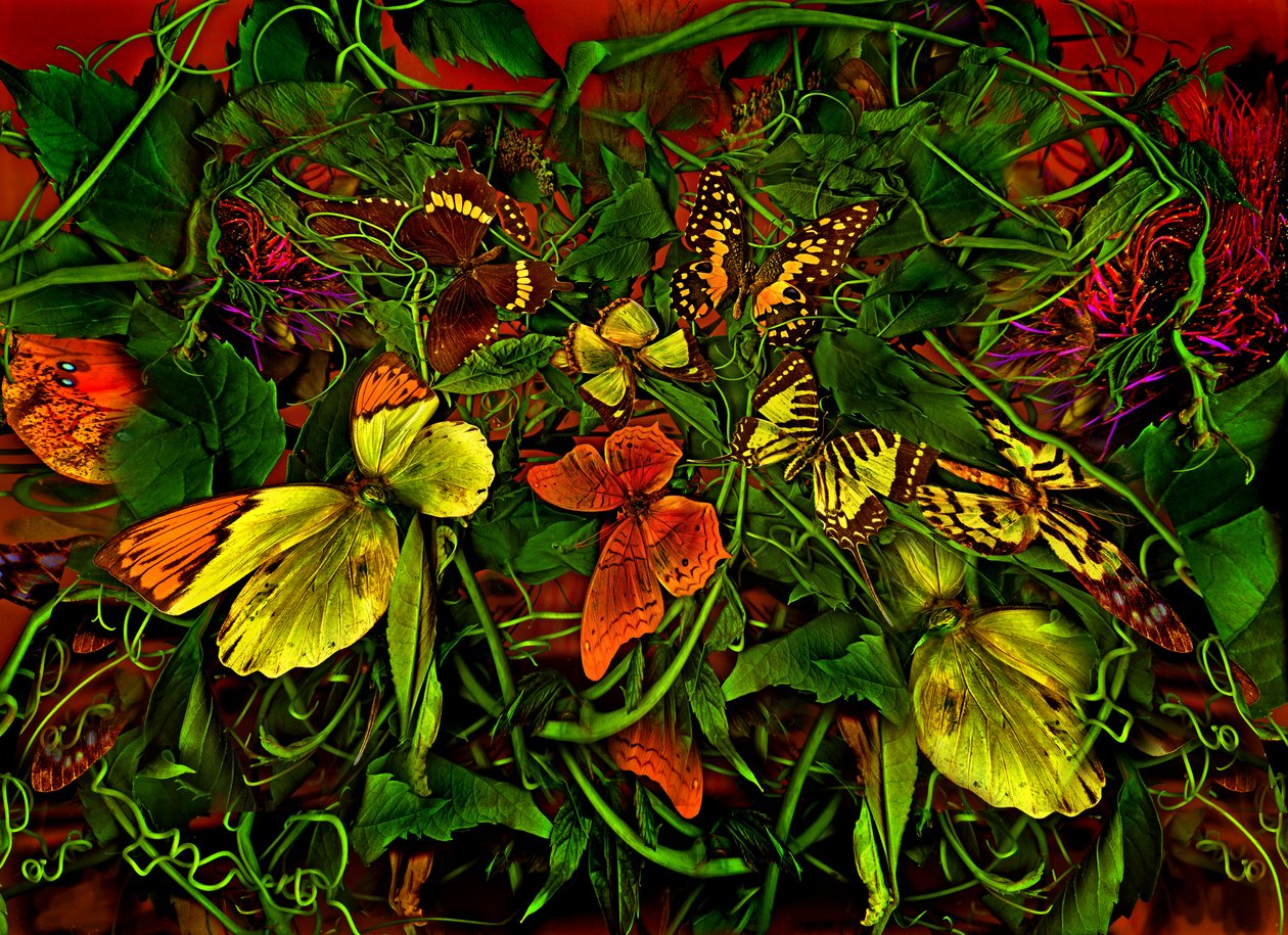  by Antonius Antonius