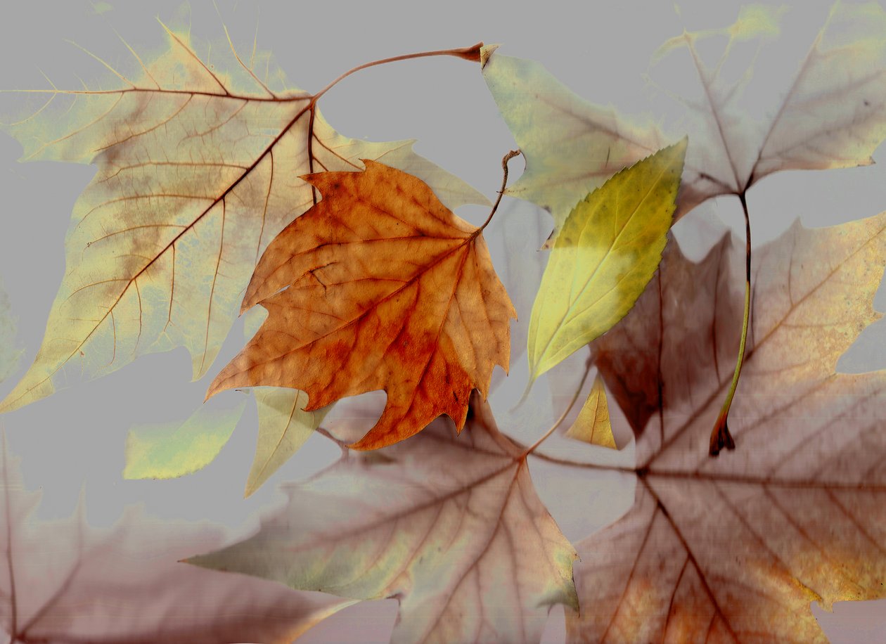  by Antonius Antonius