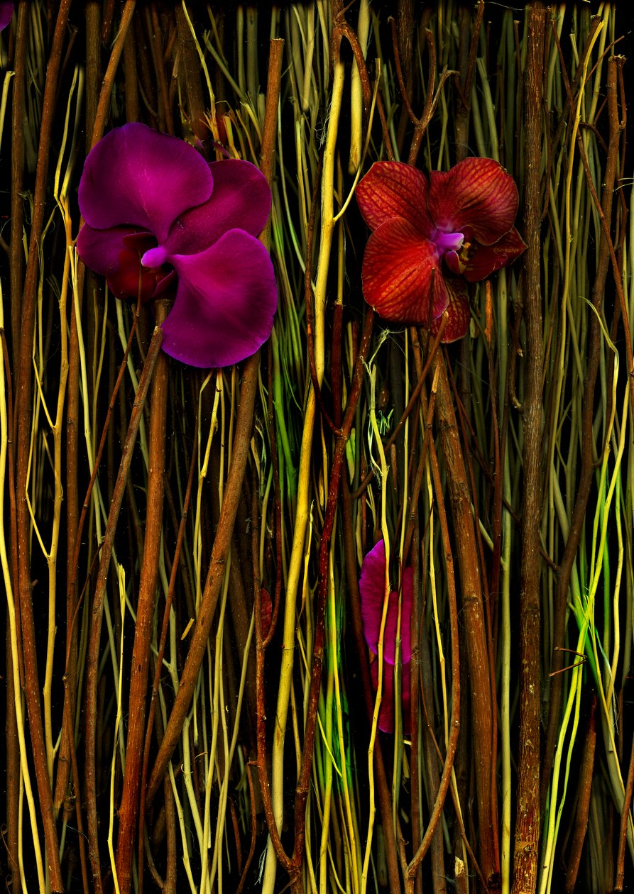  by Antonius Antonius