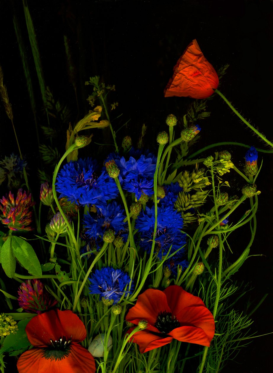  by Antonius Antonius