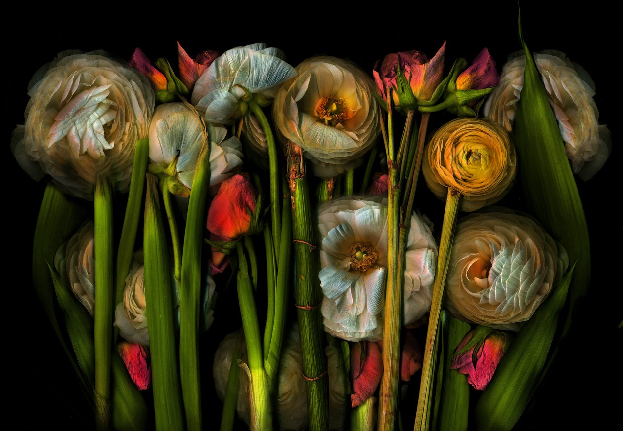  by Antonius Antonius