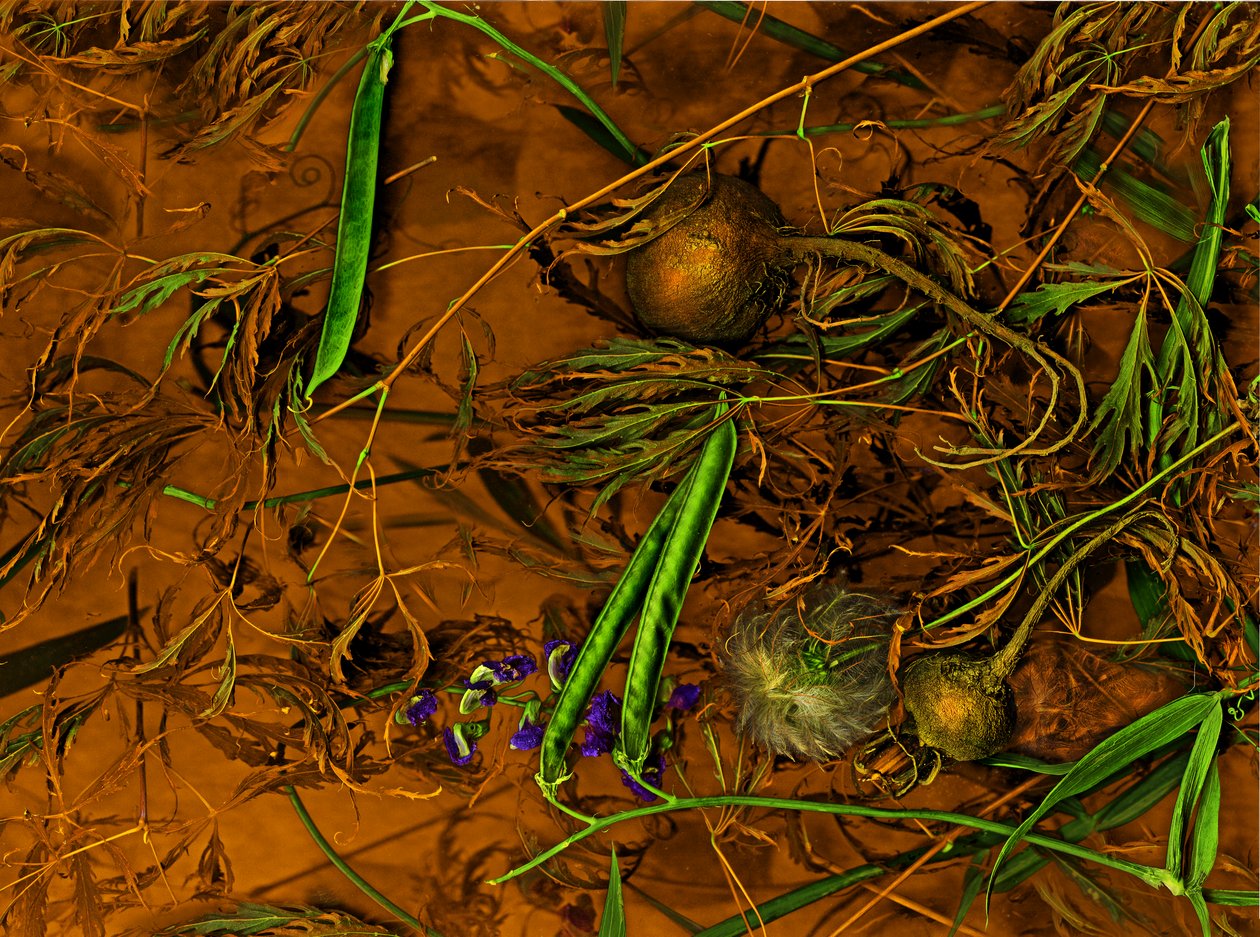  by Antonius Antonius