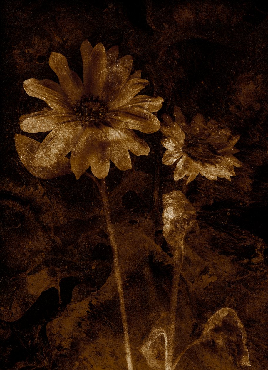  by Antonius Antonius