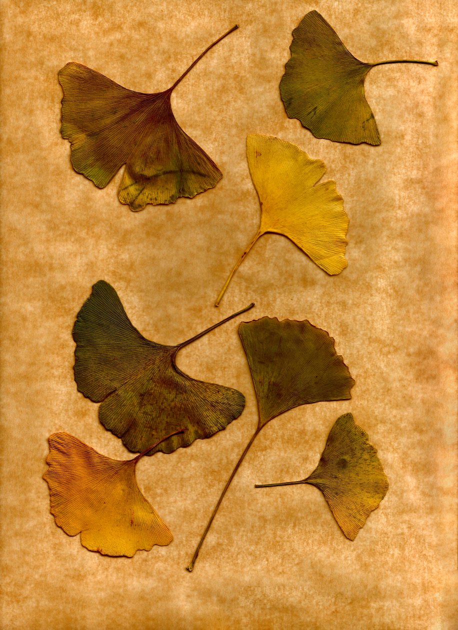  by Antonius Antonius