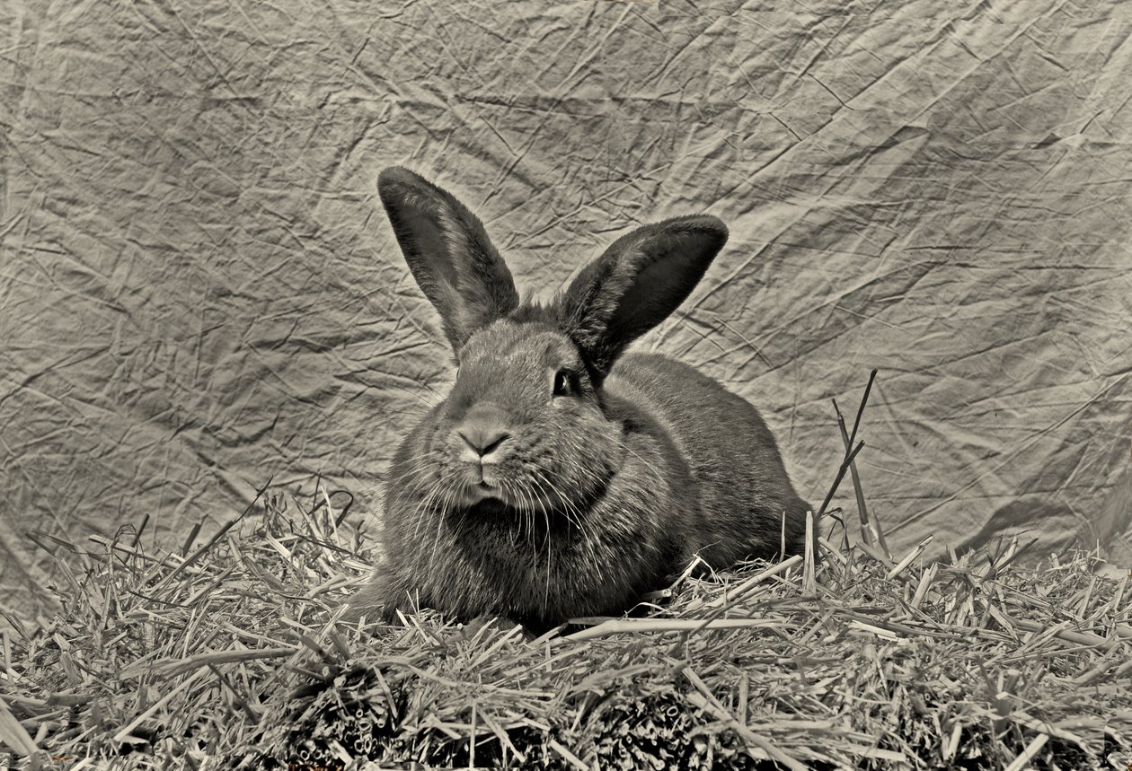  by Antonius Antonius