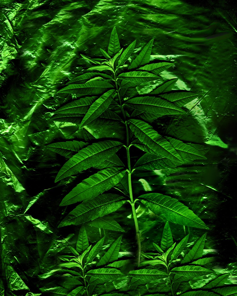 Green-4, 2009 (fotoğraf) by Antonius Antonius