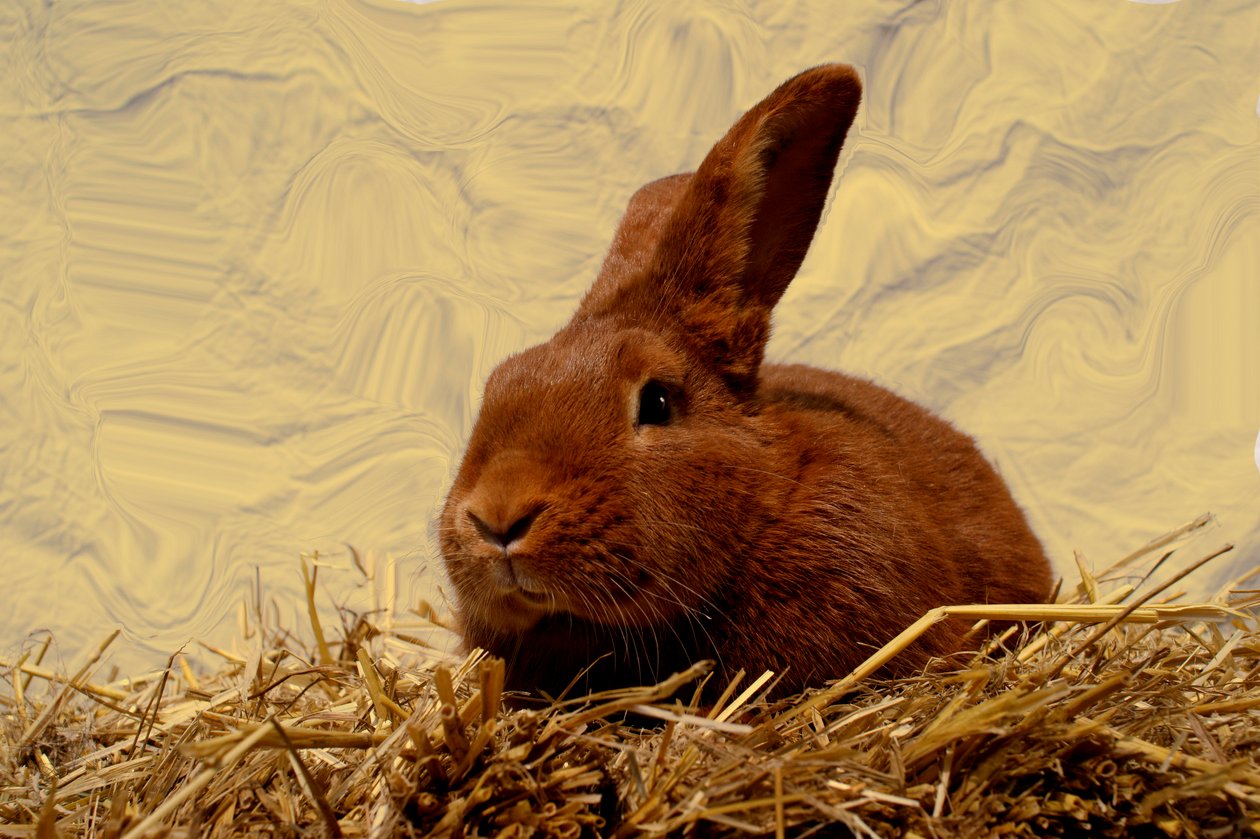  by Antonius Antonius