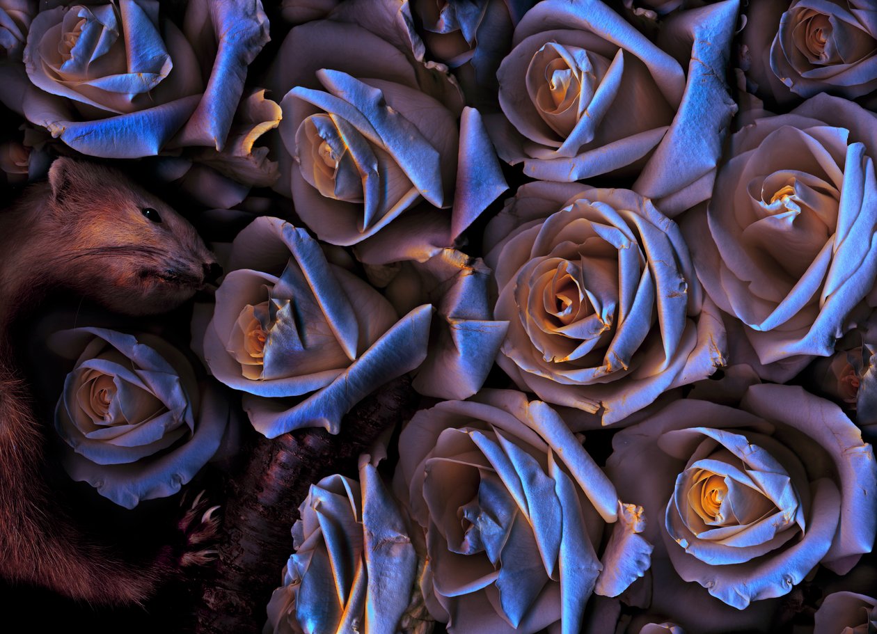 Sihirli bahçe no.31-2, 2019 (fotoğraf) by Antonius Antonius