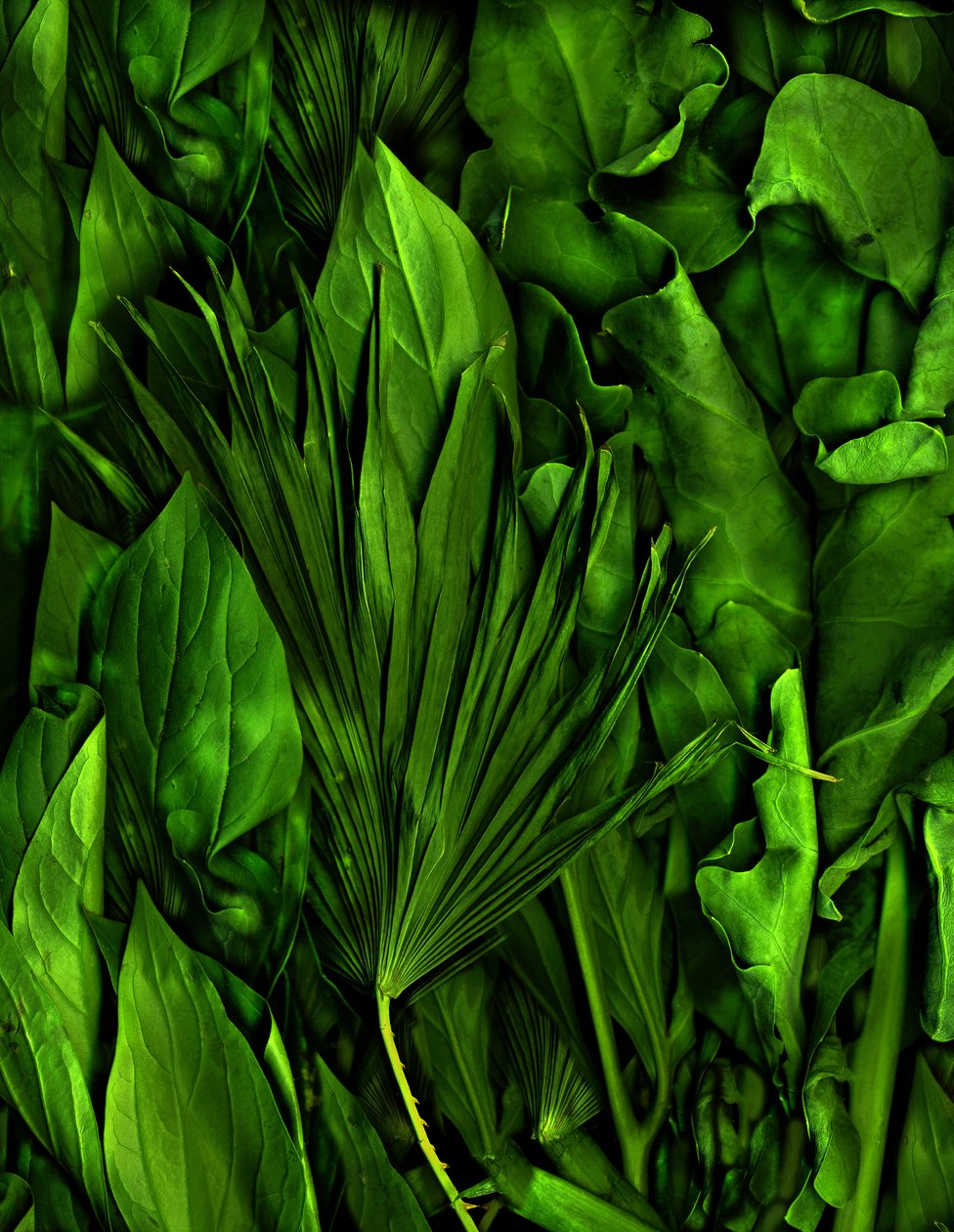 Sihirli bahçe no.6-3, 2020 (fotoğraf) by Antonius Antonius