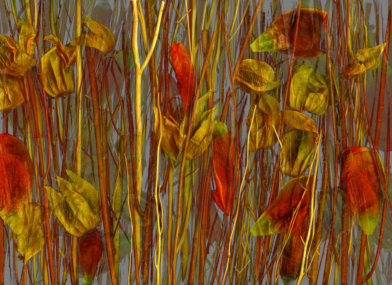  by Antonius Antonius