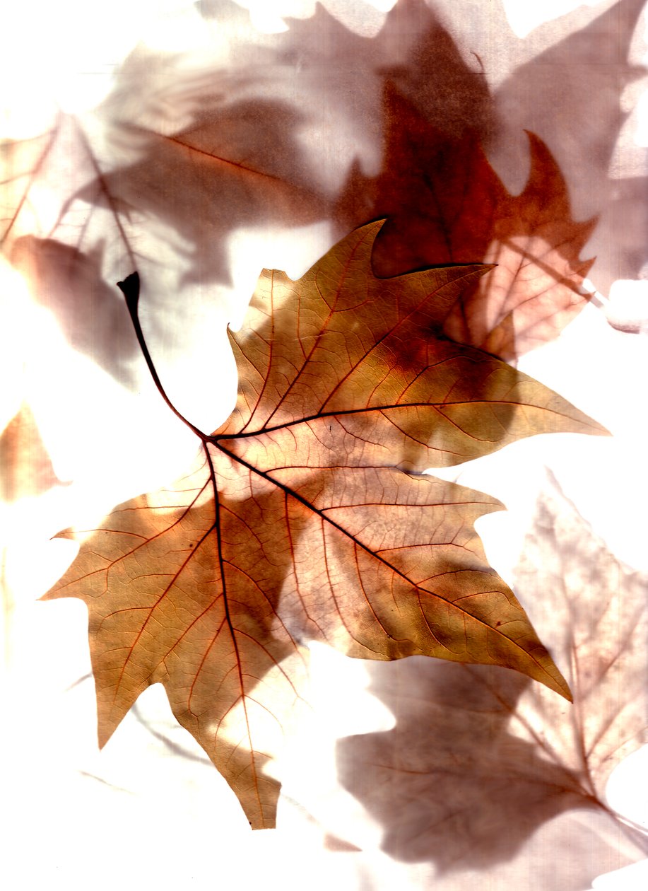  by Antonius Antonius