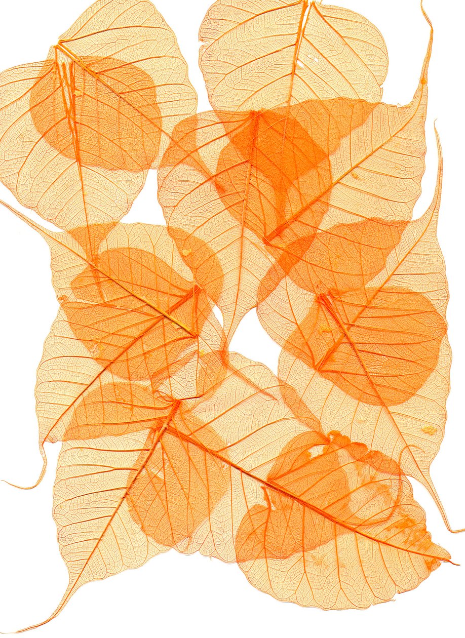  by Antonius Antonius