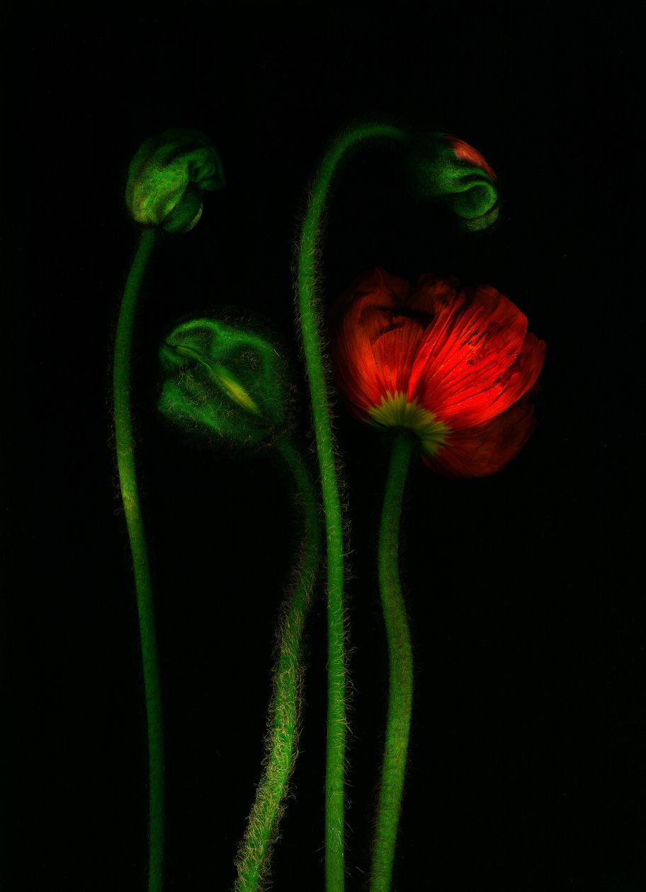  by Antonius Antonius