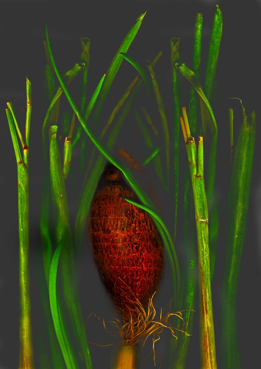  by Antonius Antonius