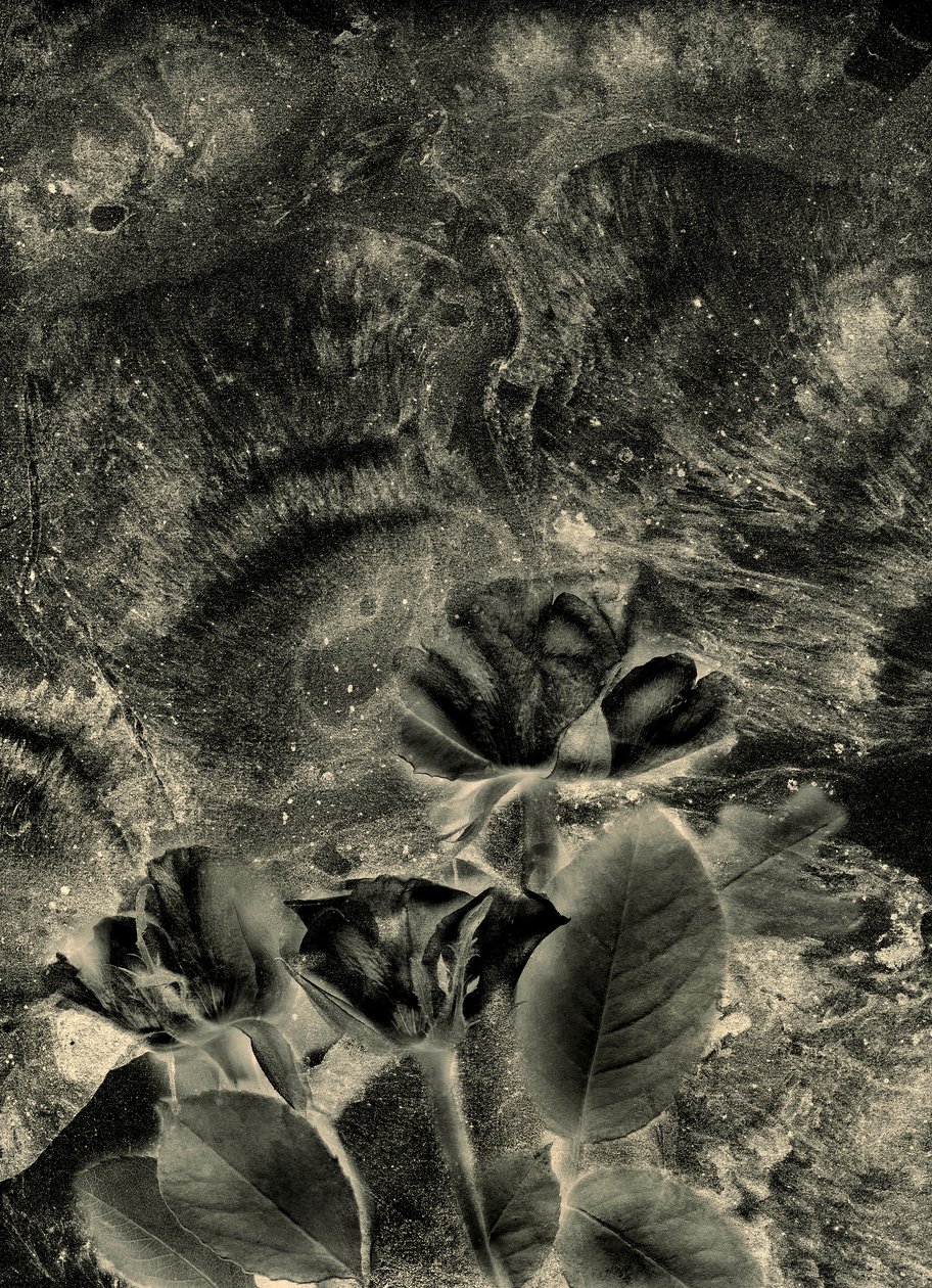 mono güller by Antonius Antonius