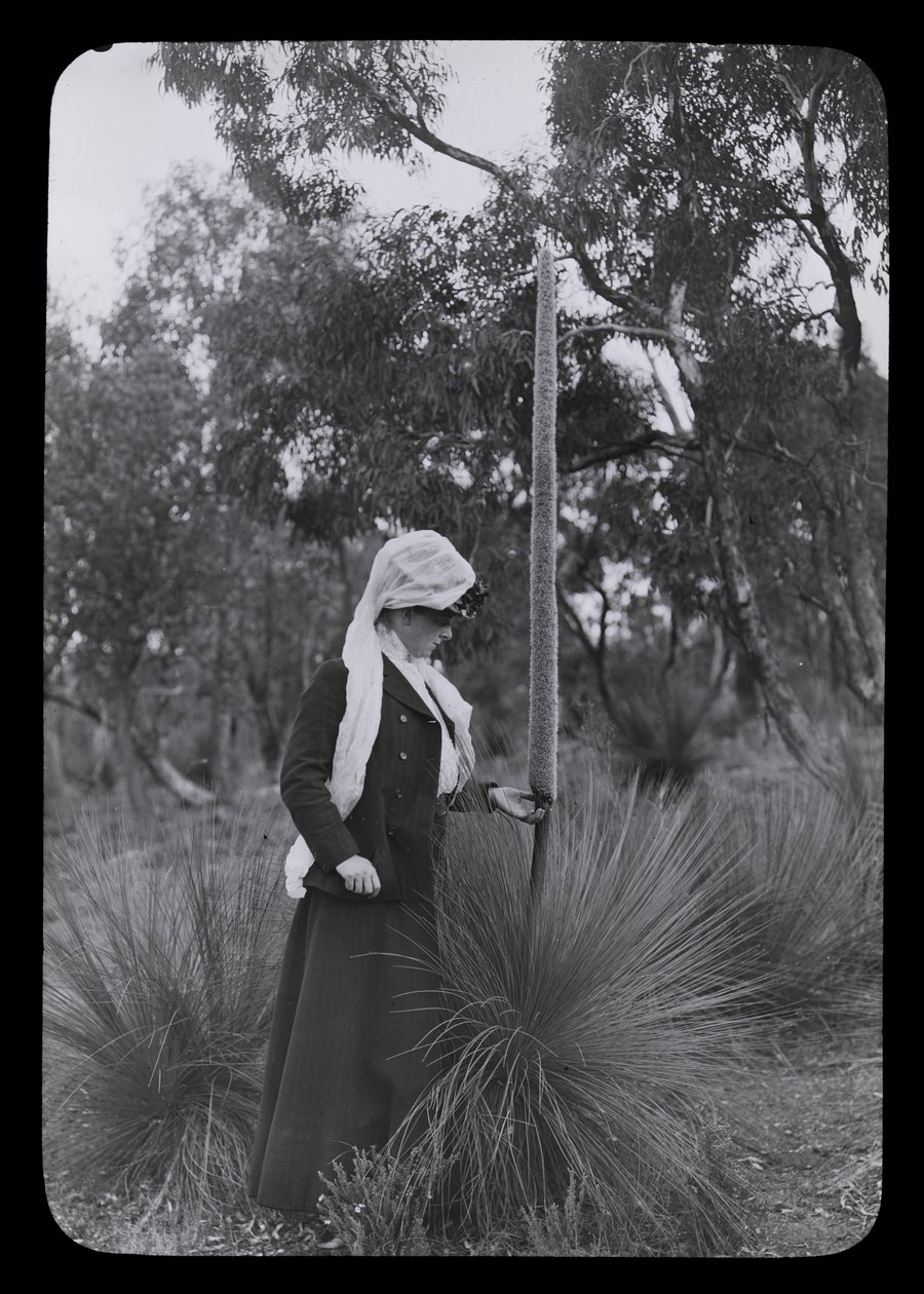 Amy ve Xanthorrhoea by Archibald James Campbell