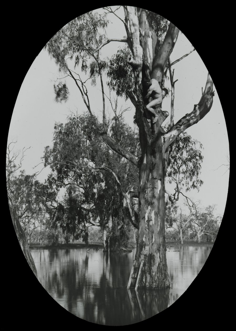 Ahşap Ördek Yuvası Almak by Archibald James Campbell