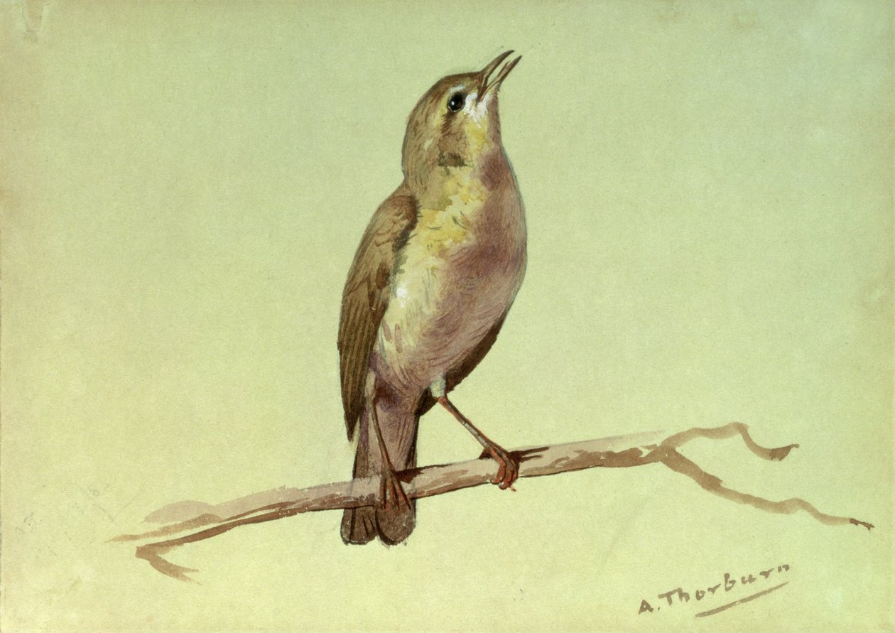 Bir Lark (beyaz ile yükseltilmiş wc) by Archibald Thorburn