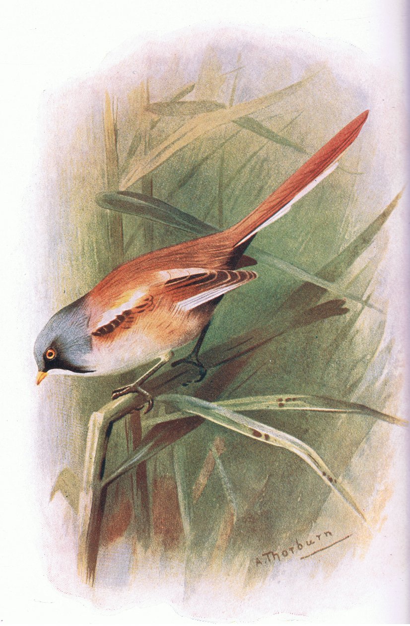 Longmans tarafından yayınlanan British Birds