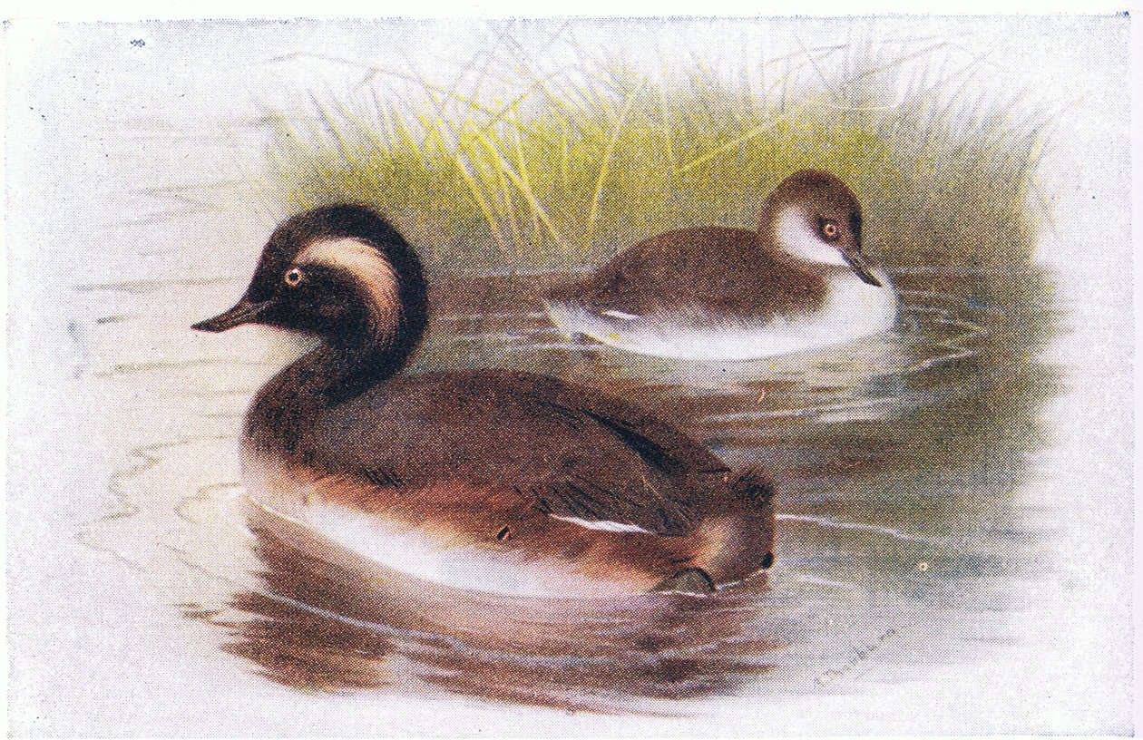 Siyah Boyunlu Bataklık by Archibald Thorburn