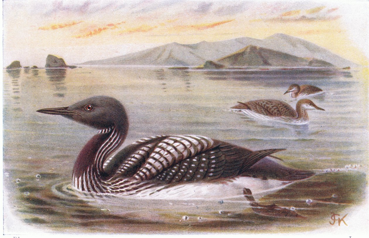 siyah boğazlı dalgıç by Archibald Thorburn